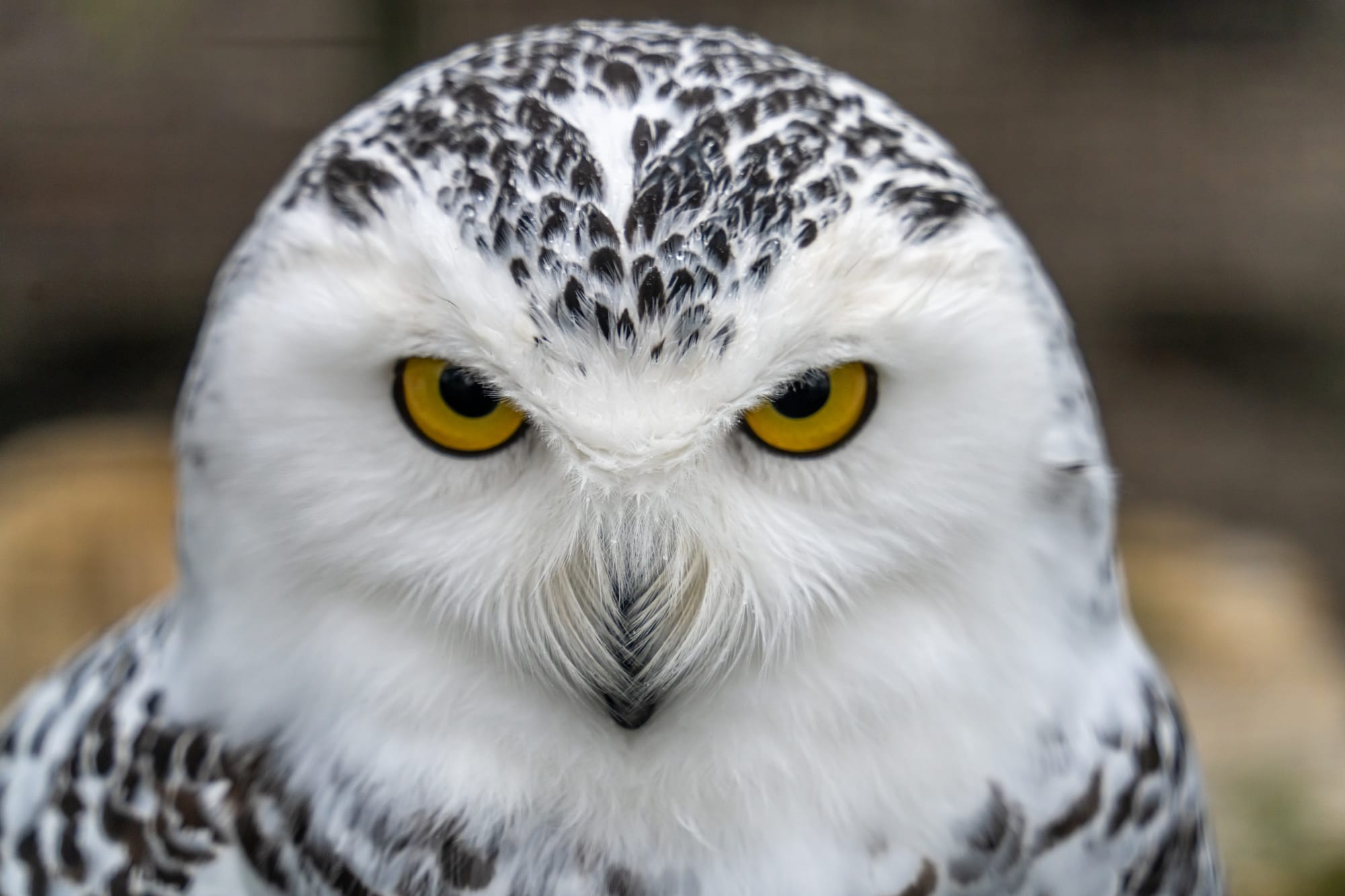 Ed Nite reflective glance about purpose of writing on following your dreams | mindthenerd.com