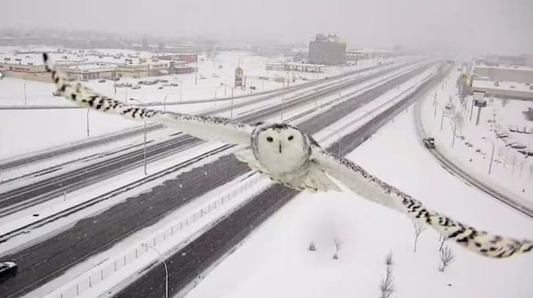 Snowy owl as a symbol for intuition and paying attention to signs