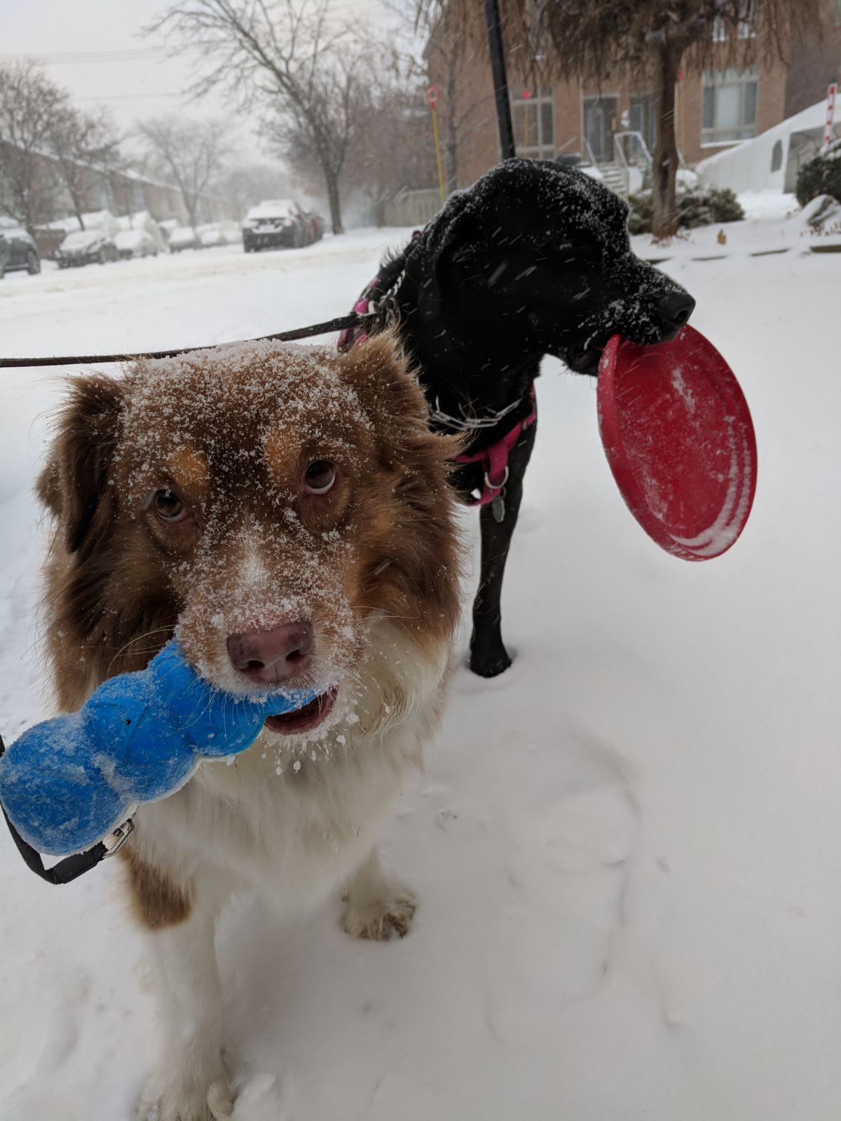 Merlin and Nora on a snowy walk, faces dusted with snow while carrying toys.