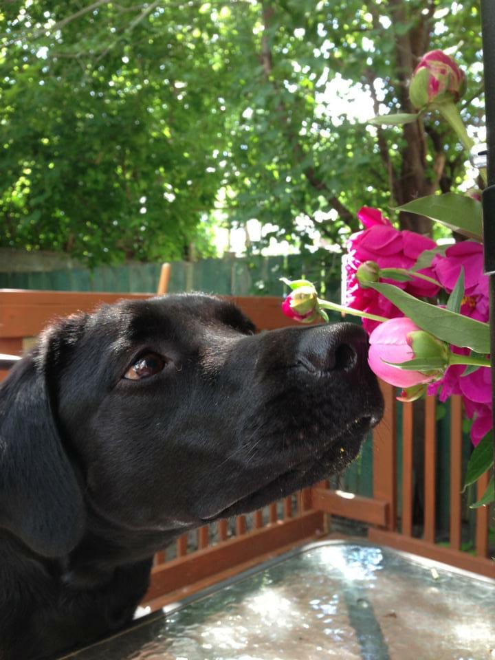 Nora sniffing bright pink flowers on a patio table in the sunlight.